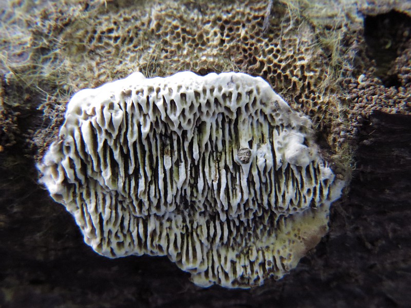 File:Cerioporus mollis (Polyporaceae), Zoelen, the Netherlands.jpg
