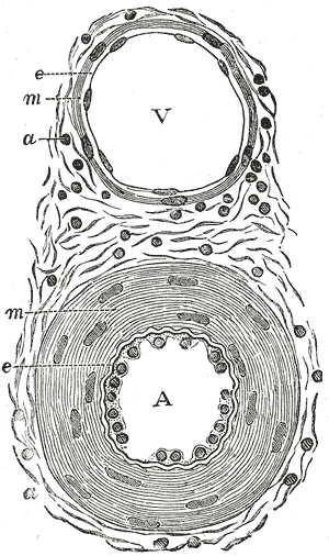 File:Gray448.png