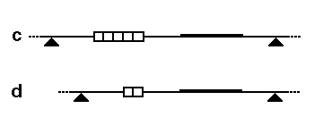 File:RFLPDemo2.gif