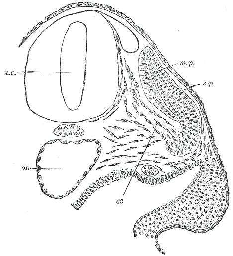 File:Gray64.png