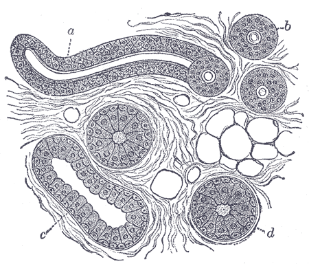 File:Gray946.png