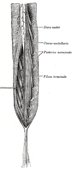 File:Gray662.png