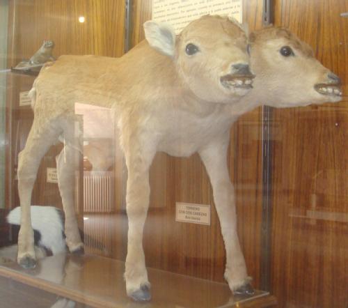 File:2HeadsCow.jpg