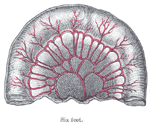 File:Gray1066.png