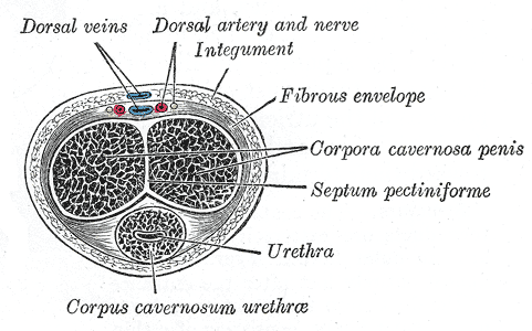 File:Gray1155.png