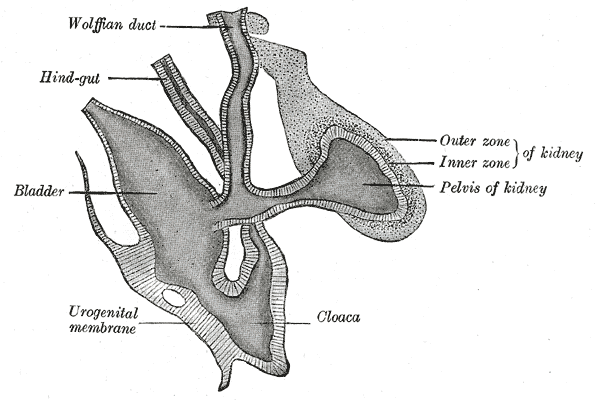 File:Gray1118.png