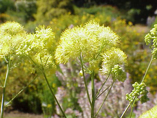 File:Thalictrum flavum0.jpg