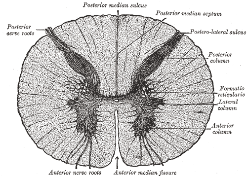 File:Gray664.png