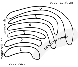 File:Lateral geniculate nucleus.png