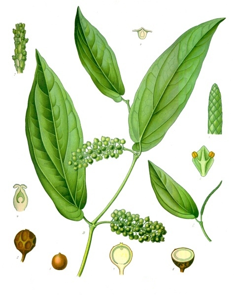 File:Piper cubeba - Köhler–s Medizinal-Pflanzen-244.jpg