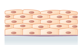 File:Stratified squamous epithelium.png