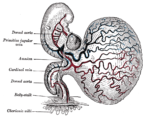 File:Gray459.png
