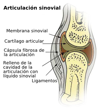 File:Illu synovial joint.es.png