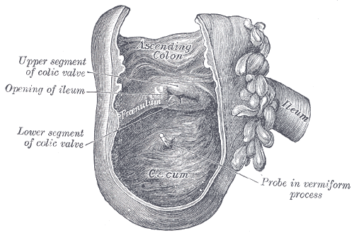 File:Gray1075.png