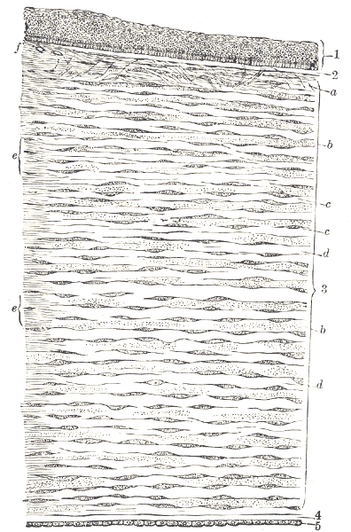File:Vertical section human cornea-Gray871.png