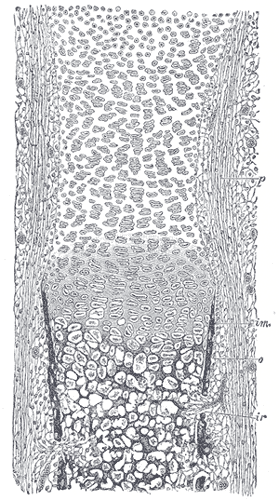 File:Gray79.png