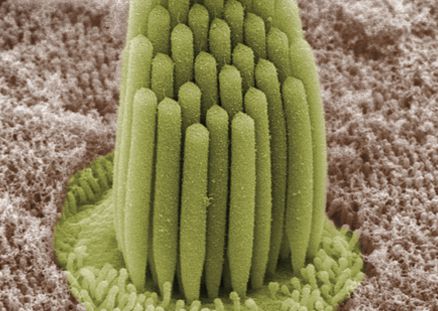 File:Stereocilia of frog inner ear.01.jpg