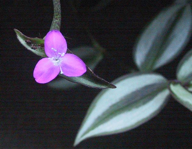 File:Zebrina pendula 20060521 2 closer.jpg