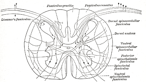 File:Gray669.png