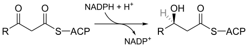 File:3-oxoacyl-ACP reductase reaction.svg