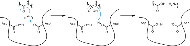 File:Aspartyl protease mechanism.png