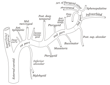 File:Gray511.svg