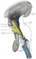Inferior colliculus