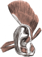 Outer ear