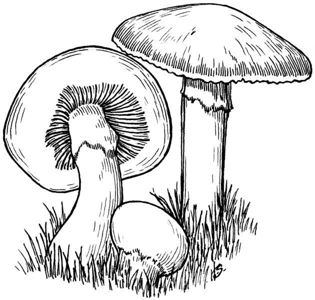 File:Mushroom (PSF).png