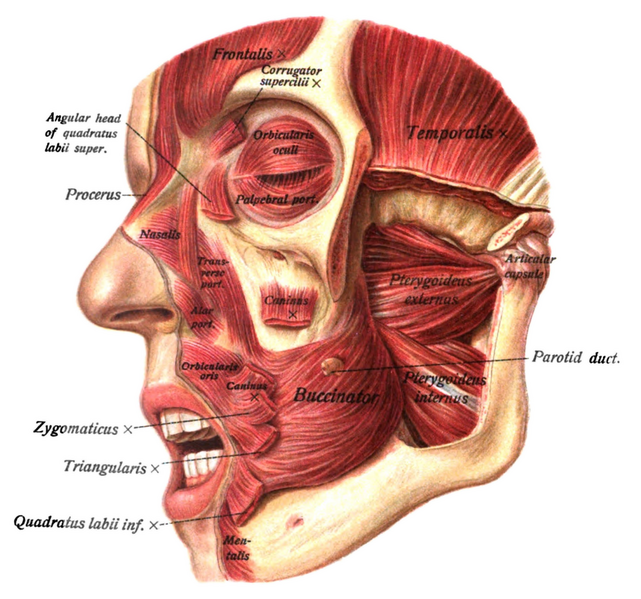 File:Sobo 1909 266.png