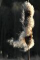 Thumbnail for version as of 22:36, 8 June 2026
