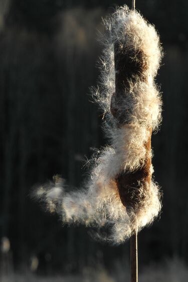 File:Typha latifolia.jpg