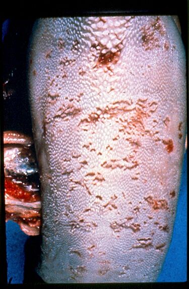 File:Bovine Virus Diarrhea tongue ulcers.jpg