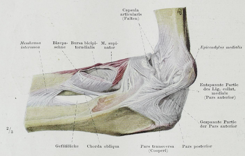 File:Braus 1921 194.png