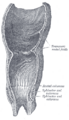 Gray's Anatomy illustration of anal columns