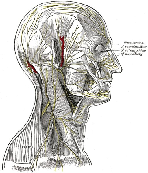 File:Head nerves.gif