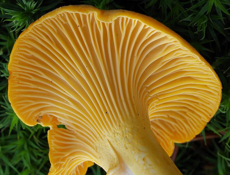 File:2007-07-14 Cantharellus cibarius Detail.jpg