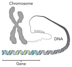 Chromosome-DNA-gene copy