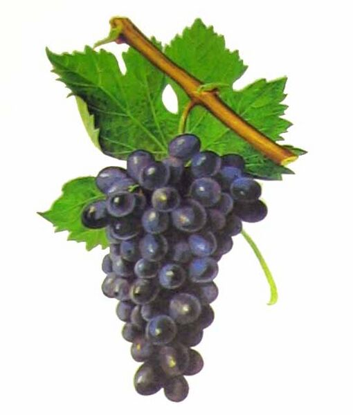 File:Cinsault.jpg