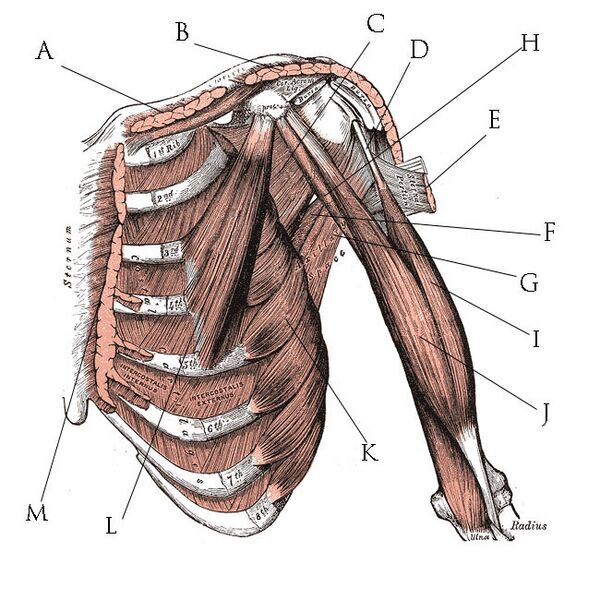 File:Deep Pectoral.jpg