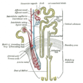 Collecting duct system