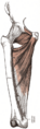 The Obturator externus muscle in relation to the hip joint