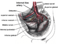 Inferior gluteal artery