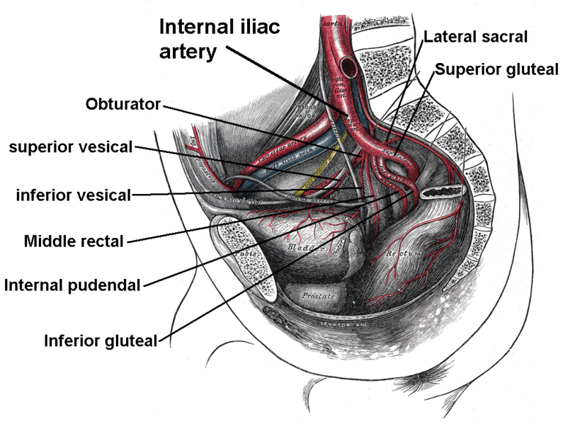 File:Internal iliac branches.PNG