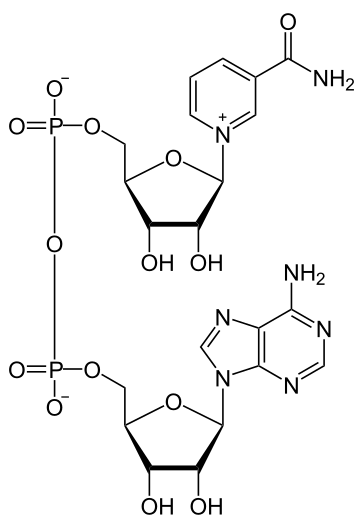 File:NAD+ phys.svg