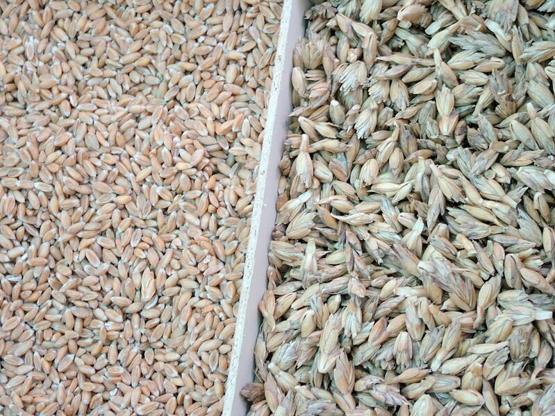 File:2009-06-20 Silvolde 02 dinkel.jpg