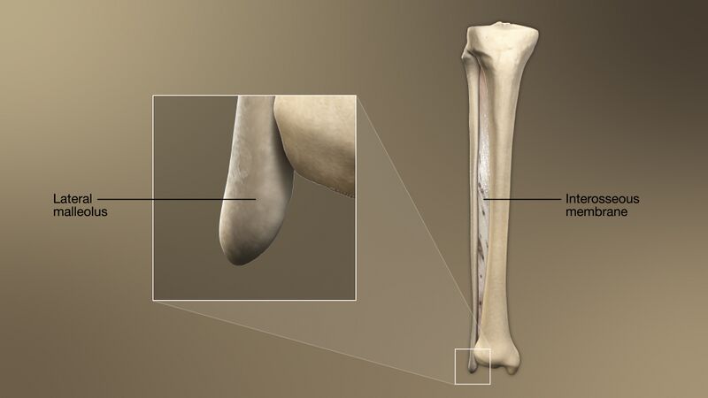 File:3D Medical Animation Fibula Structure.jpg