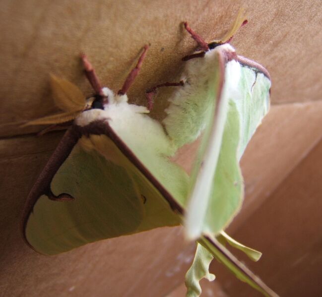 File:Actias luna mating sjh.JPG
