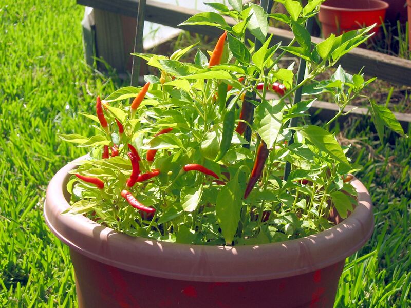 File:African red devil peppers.jpg