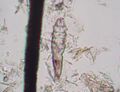 Thumbnail for version as of 12:51, 29 May 2026